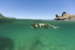Kristin Crook swims in the sunshine at the beach, Mount Maunganui, Bay of Plenty, New Zealand.