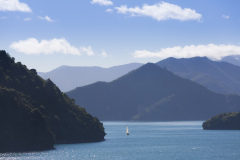 A lone yacht sails around a headland in the Marlborough Sounds near Picton, New Zealand.