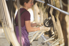 Morning milking at the Wilson dairy farm on the Taieri Plains, Taieri, Dunedin, Otago, New Zealand.