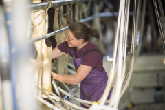 Morning milking at the Wilson dairy farm on the Taieri Plains, Taieri, Dunedin, Otago, New Zealand.