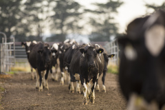 Morning milking at the Wilson dairy farm on the Taieri Plains, Taieri, Dunedin, Otago, New Zealand.